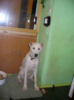 Вот какая красавица получилась у нас в результате  лечения,любви и ласки! Правда людей,кошек и всего живого ,она ещё долго боялась...