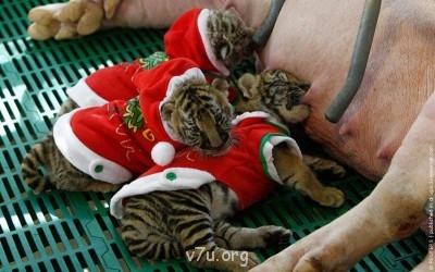 Смешанная семья - кризис на третьем году жизни отчаяние - 0172pygr.jpg