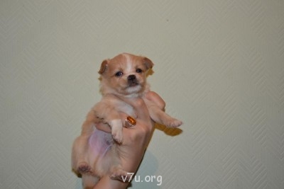 Наши любимые домашние питомцы - DSC_0023.JPG