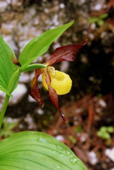 Венерин башмачок