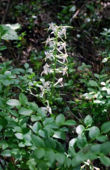 Любка двулистная