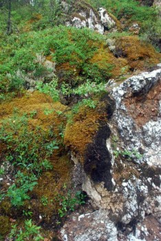 Яркое разнообразие мхов