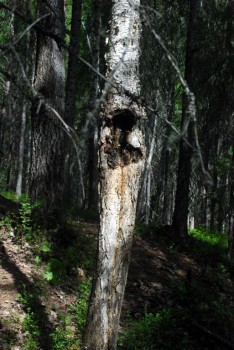 А это место, где когда-то росла чага, издали напоминает старинную икону