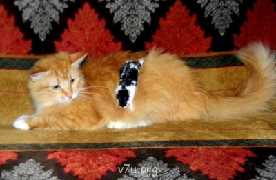 Наши любимые домашние питомцы - Ириска и Пушинка.jpg