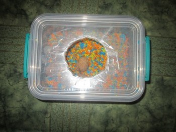 Дидактический материал и идеи для педагогов и родителей. - IMG_2401.JPG