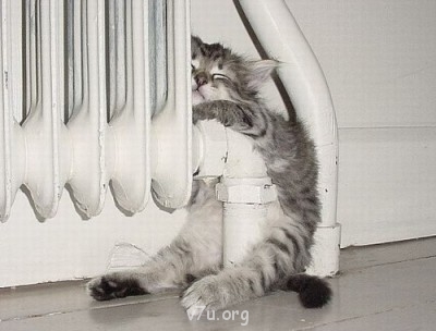 Юмор - киса.jpg