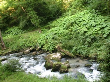 Природа наших мест - 2knX01_n_D4.jpg