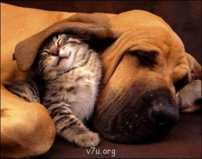 Ваше состояние души: мысли и чувства в картинке или мелодии - Cute-Kitten-Hound-Dog-1.jpg