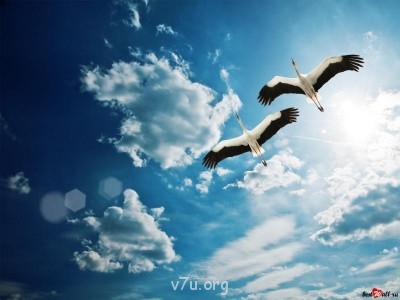 Ваше состояние души: мысли и чувства в картинке или мелодии - в небе два аиста.jpg