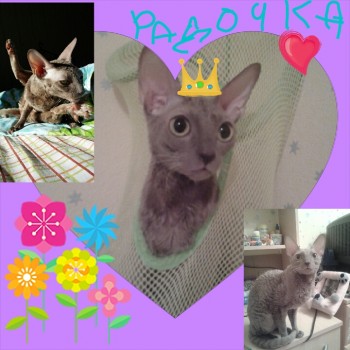 Рада Васильевна или просто Радуша.)))) Сама доброта и нежность,агрессию проявляет редко,чаще терпит ,НО мстит)))) пакостит в ботинки