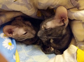 Ксюшенька-Ксения будешь ли ты с нами? - 20151208_215057.jpg