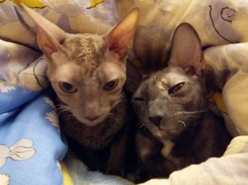 Девочки МОИ )))