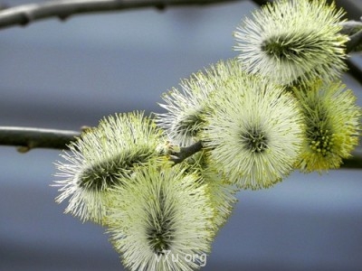 Ваше состояние души: мысли и чувства в картинке или мелодии - 0_eb2f3_5ae303e2_-1-L[1].jpg