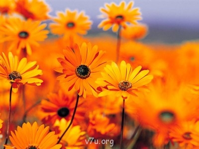 Ваше состояние души: мысли и чувства в картинке или мелодии - Garden.jpg