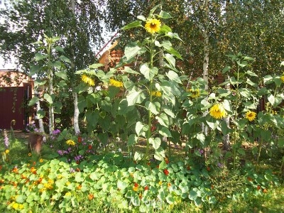 Перед домом в прошлом сентябре