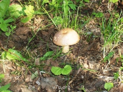 Украшения для участка - 100_0278.JPG