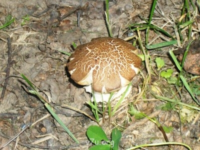 Украшения для участка - 100_0276.JPG