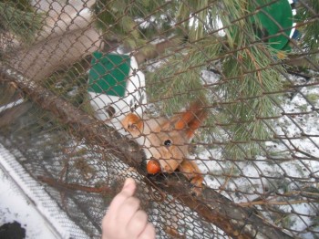 Завтра отмечаем годовщину Дня Аиста - DSCN3042.JPG