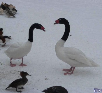 Истории Фимы - 12508833_995315547177906_5825558420317521781_n.jpg