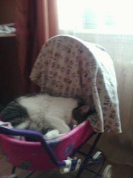 Помогите сделать выбор. - 1453965468524237652890.jpg