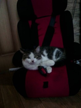 Помогите сделать выбор. - 1454144297132-1337796348.jpg