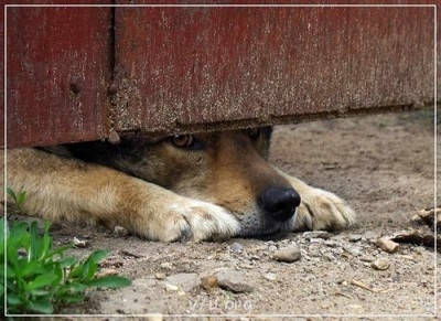 Ваше состояние души: мысли и чувства в картинке или мелодии - 0_6ab30_49f6284e_L[1].jpg