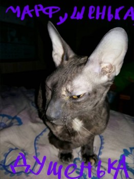 Ксюшенька-Ксения будешь ли ты с нами? - 2016-02-12 22.14.26.jpg