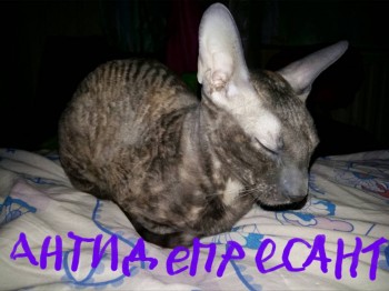 Ксюшенька-Ксения будешь ли ты с нами? - 2016-02-12 22.12.34.jpg