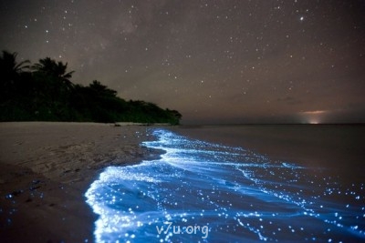 Мальдивы, планктон