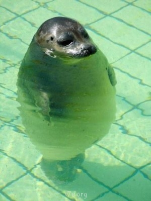 Ваше состояние души: мысли и чувства в картинке или мелодии - 11163.jpg