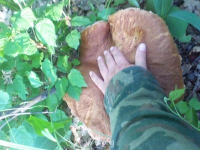 Удивительное рядом - грибы 033.jpg