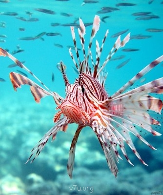 Ваше состояние души: мысли и чувства в картинке или мелодии - 0_STATIC6ed9a_966a4bcb_L[1].jpg