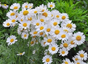 Завтра отмечаем годовщину Дня Аиста - каепльки лета.jpg