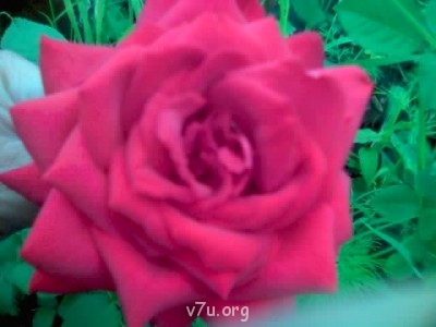 Ваше состояние души: мысли и чувства в картинке или мелодии - 21-06-05_1602.jpg