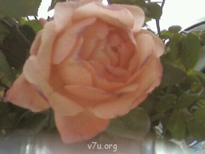 Ваше состояние души: мысли и чувства в картинке или мелодии - SP_A0026.jpg