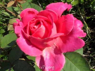 Ваше состояние души: мысли и чувства в картинке или мелодии - SDC11025.JPG