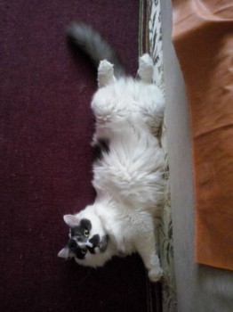 Мохнатая гадость))