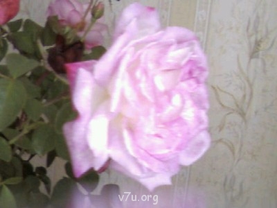 Ваше состояние души: мысли и чувства в картинке или мелодии - SP_A0031.jpg