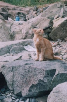 Становление Нашей приемной семьи. - Кошка.JPG