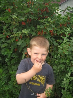 Внук Пашка проверил урожай ягод у бабушки