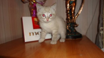 А этот  подарок  мне  соседский  мальчик  принес  со  школьного субботника. Оставила  себе  таких  у  меня  еще  не  было....