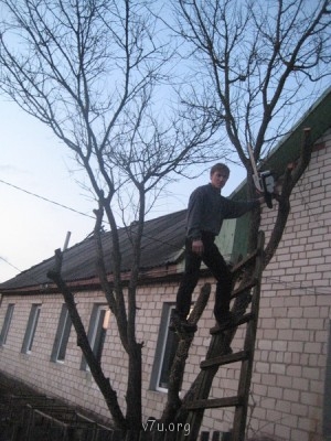 Вымерз у нас абрикос.