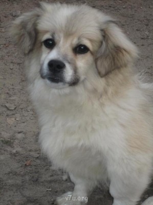 Верный друг