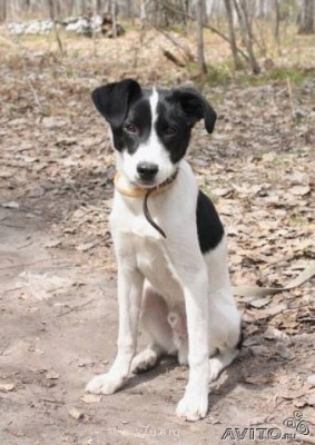 Собака - хороший подарок? - 156511475[1].jpg