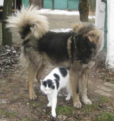 Собака - хороший подарок? - верность 190.JPG