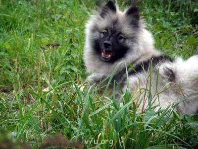 Собака - хороший подарок? - PA098141.JPG