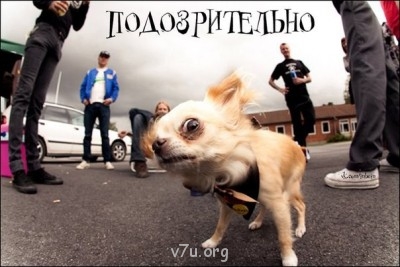 Нужны ли общественные организации приемных родителей? - BMoNst98w9Q.jpg