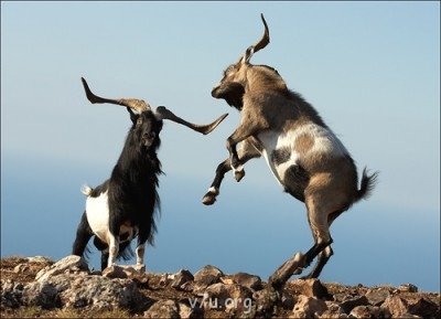 Нужны ли общественные организации приемных родителей? - 0_7480c_ed3e0fb3_L[1].jpg