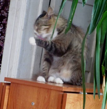 Истории Фимы - IMG_0533.JPG