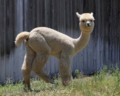 Ювенальная юстиция - это система защиты детства - 0_STATIC8e347_17a1df20_L[1].jpg